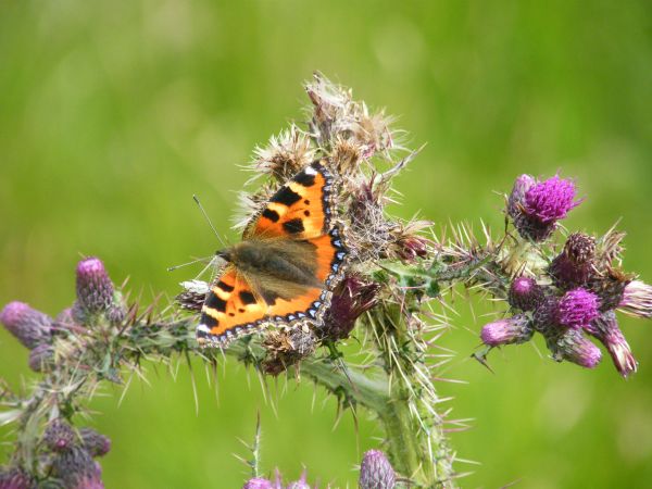 Butterfly on thistle